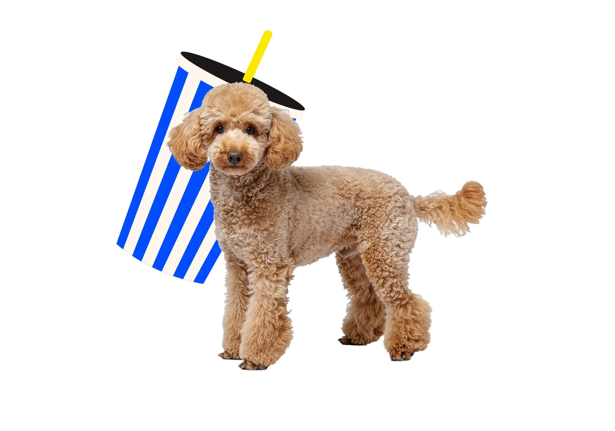 Bild zeigt braunfarbenen Pudel mit dem illustrierten Big Blue Dogs Signature Becher mit blau-weissen-Streifen