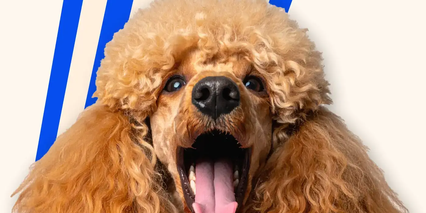 Big Blue Dogs Mikronährstoffbasis Abbildung eines Signature Blau-Weiß-gestreiften Bechers plus eine Abbildung eines realen Pudels, als Kategoriebild für die Sektion Qualitätsstandards