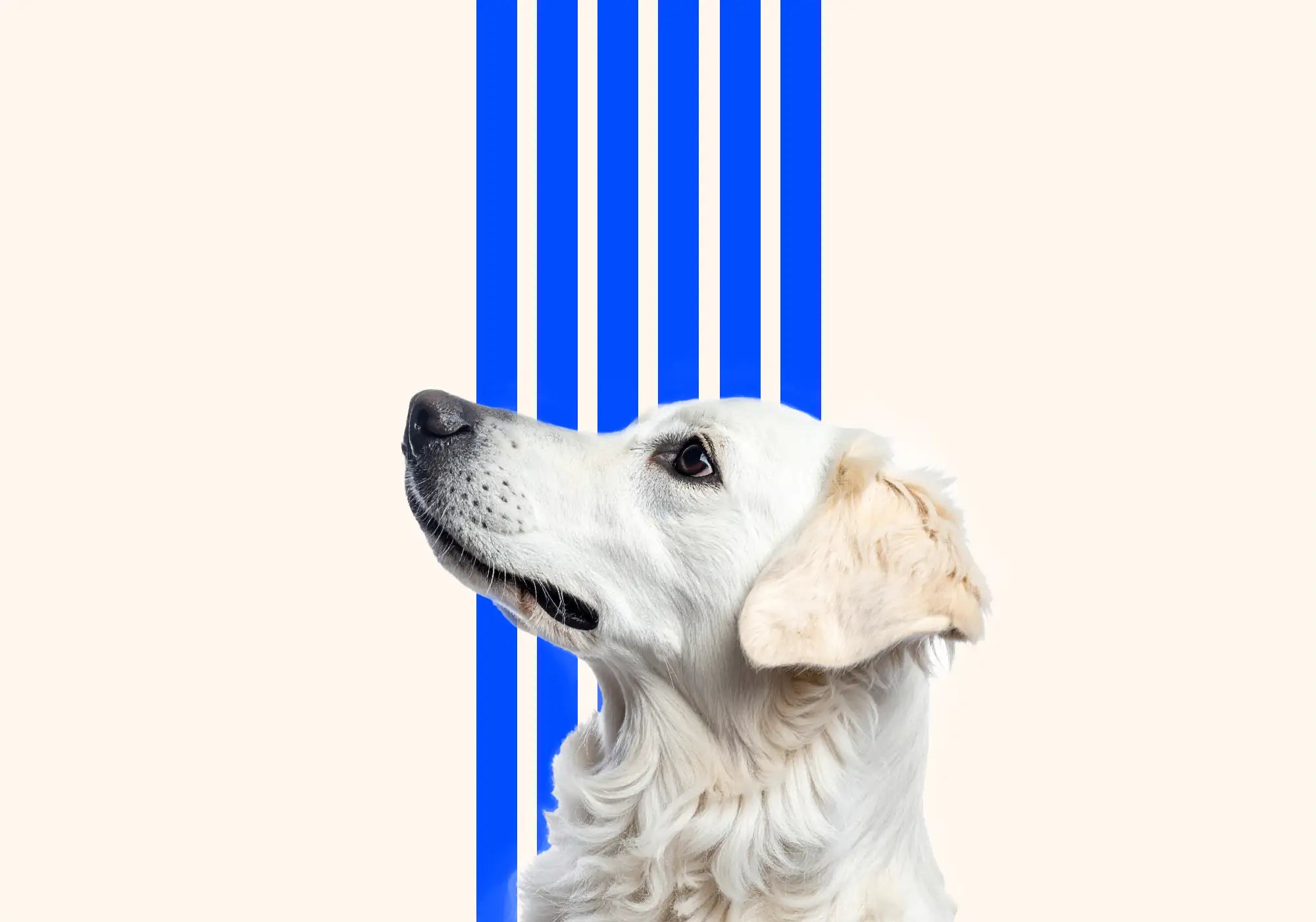 Big Blue Blog Abbildung der Signature Blau-Weißen-Streifen plus eine Abbildung eines realen Hundes, als Kategoriebild für die Sektion Wissenschaft & Studien